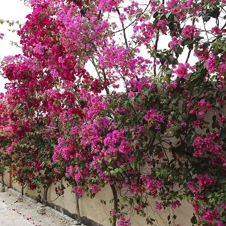 Bellavista Bougainville Bay Appartamento Sarandë
